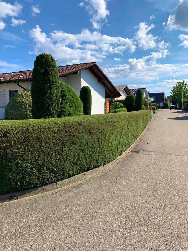 Heckenschnitt mit klarer Linie